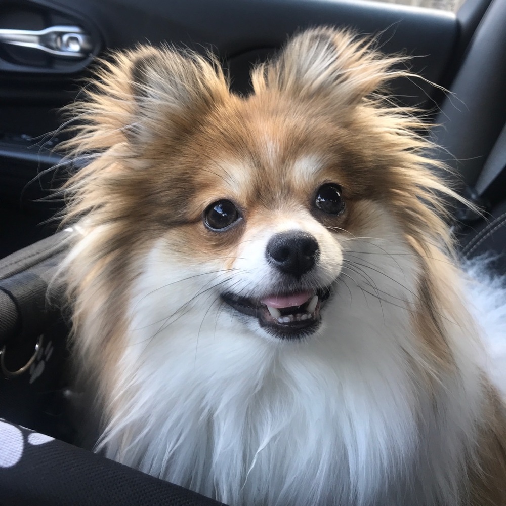 Meet your Posher, Brittany